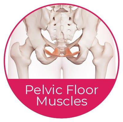 Blog-Pelvic-Floor-Muscles