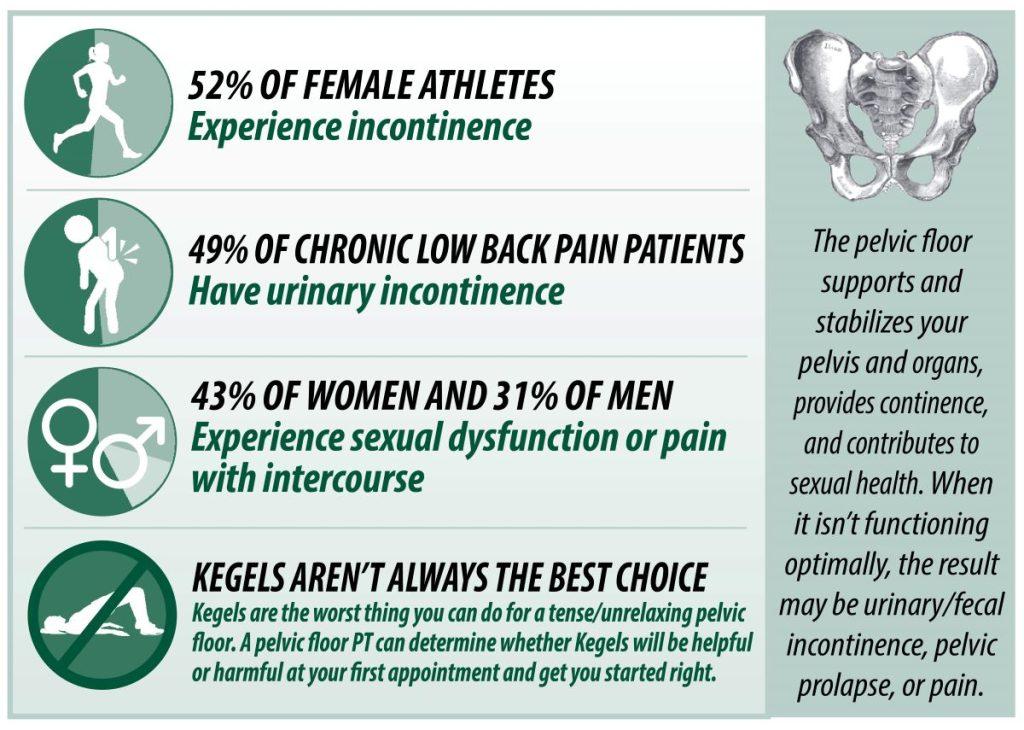 iNFOGRAPHIC on pelvic floor muscles