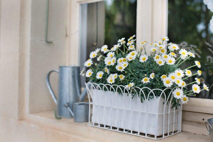 buy planters online