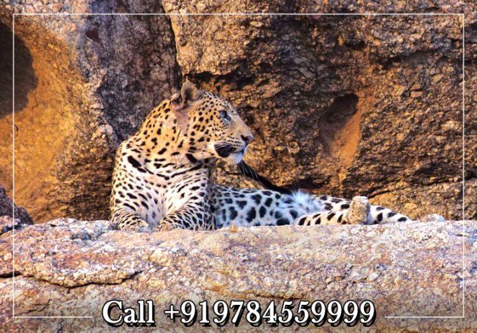 jawai leopard safari