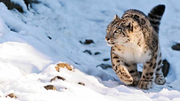 Snow Leopard News