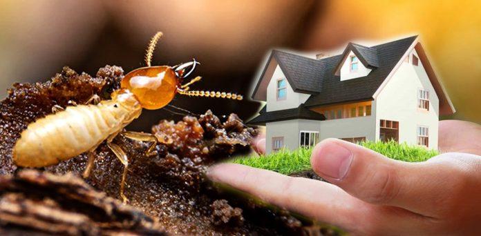 UPM termite control service