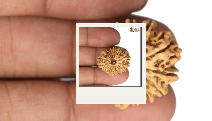 15 mukhi rudraksha