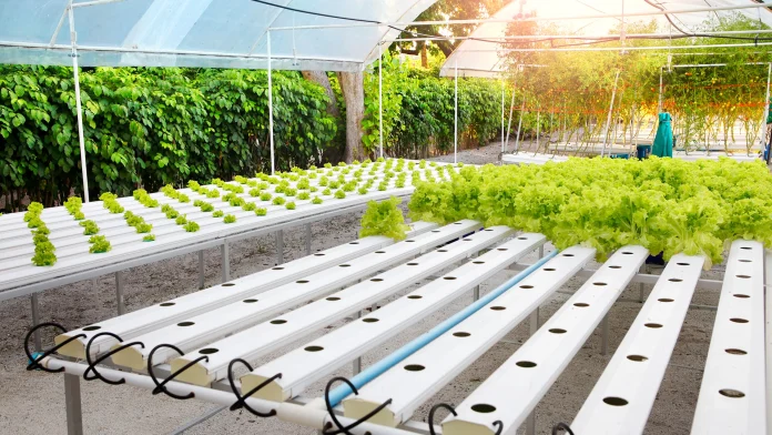 hydroponic channel for sale