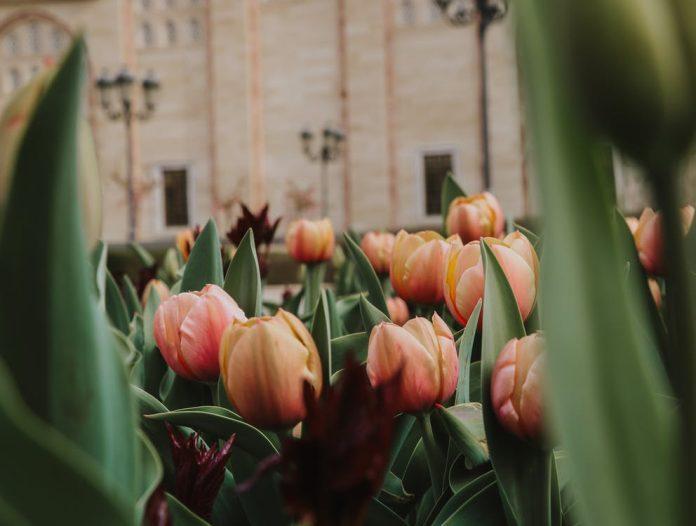 Mother’s Day flowers