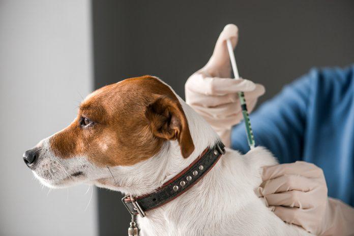 Pet Cancer Therapeutics Market