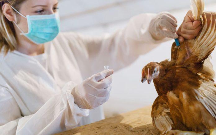 Poultry Vaccines Market