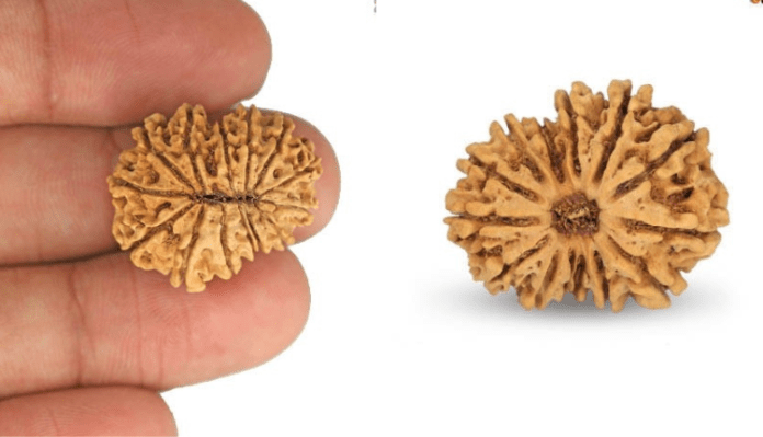 13 mukhi rudraksha