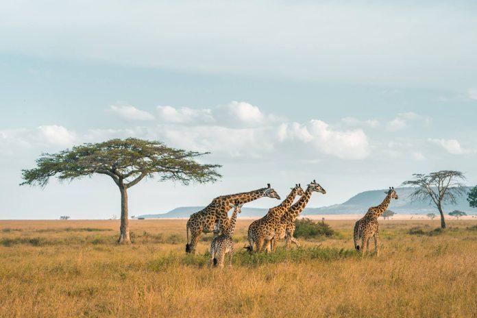 Family Safaris In Africa