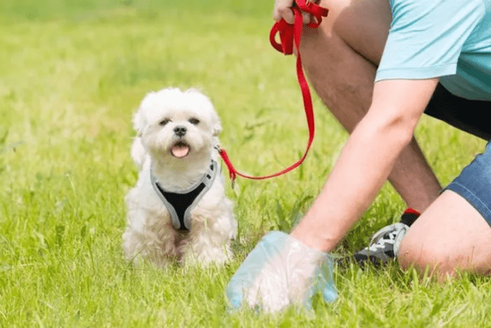 dog poop service