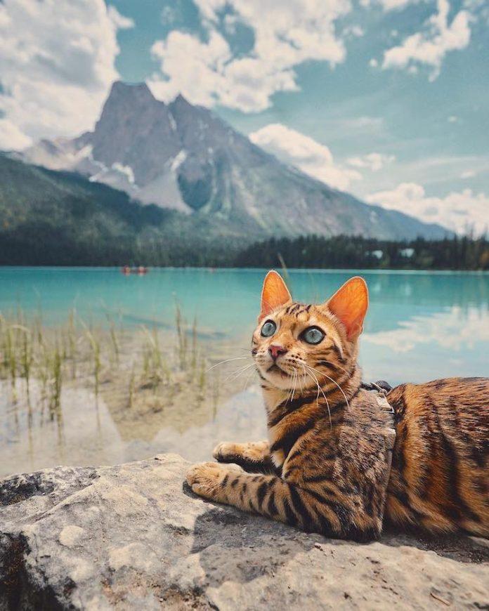 bengal cats for sale
