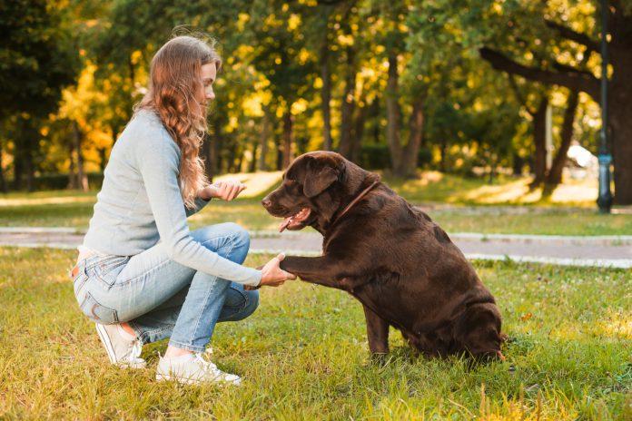 Supercharge Your Dog's Health: Essential Supplements for Optimal Health