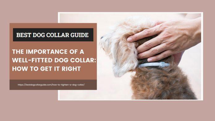 How to Tighten a Dog Collar