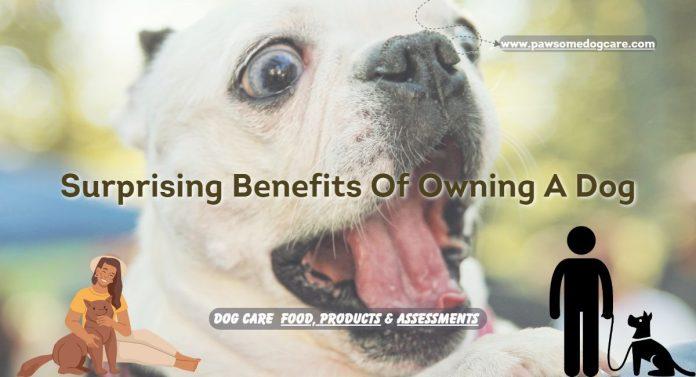 5 Surprising Benefits Of Owning A Dog