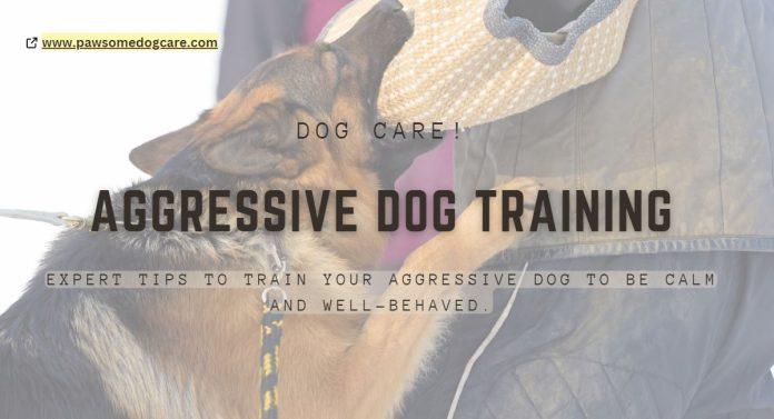 Aggressive Dog Training Tips-Train Your Dog To Be Calm And Well-behaved