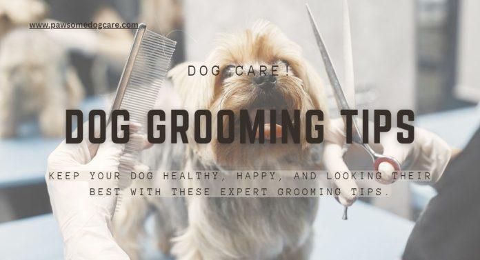 Dog Grooming tips