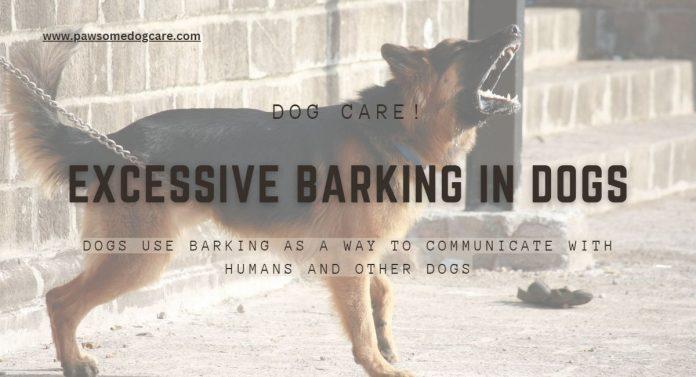 Dogs Use Barking As A Way To Communicate With Humans And Other Dogs