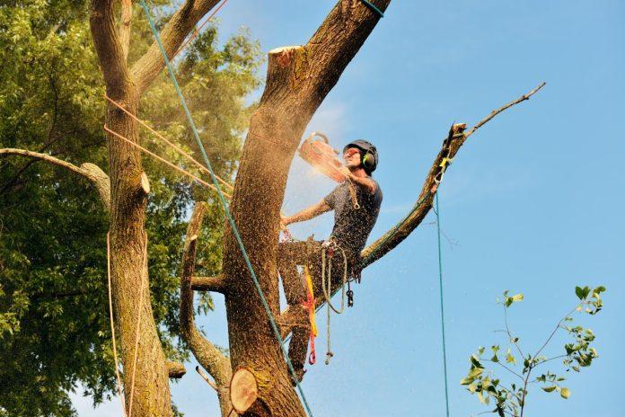 Tree Removal Orange Park