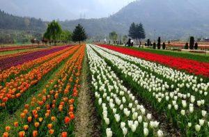 Walk through Indira Gandhi Memorial Garden