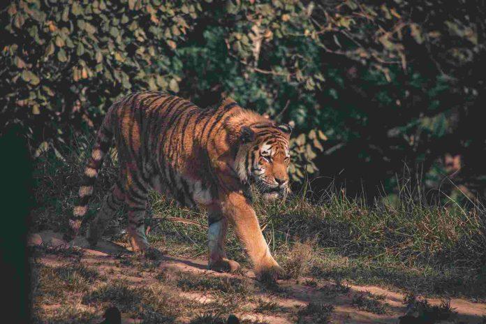 Ranthambore Tiger Safari