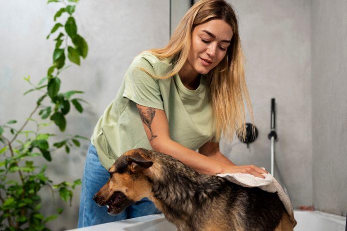 dog grooming training