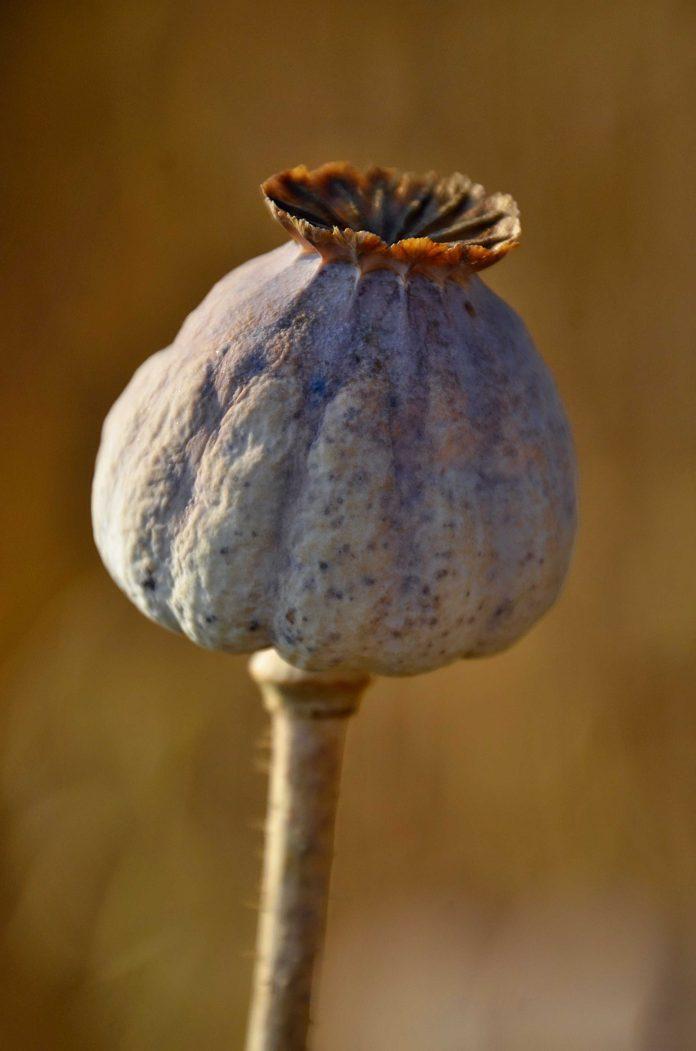 opium poppy pods usa