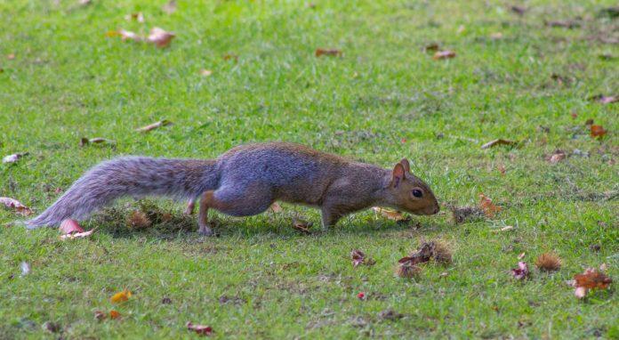 squirrel removal near Houston