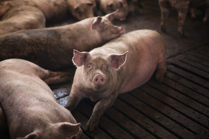 Health-Promoting Benefits and Practical Applications of Nutraceuticals in Swine Health