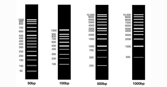 DNA Ladder