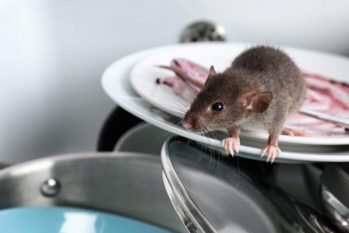 Rat removal in Houston